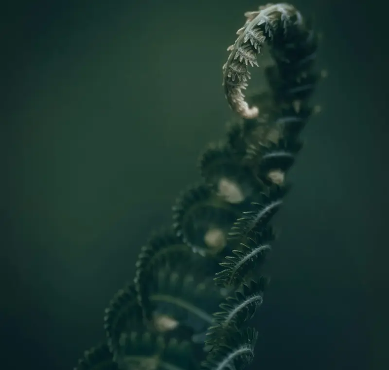 A fern fiddlehead unfurling against a dark green background