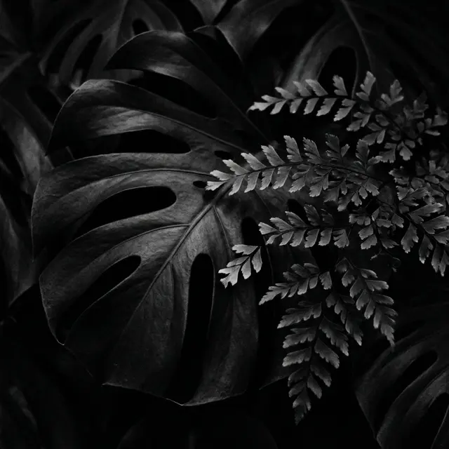 A monstera leaf and fern fronds in black and white