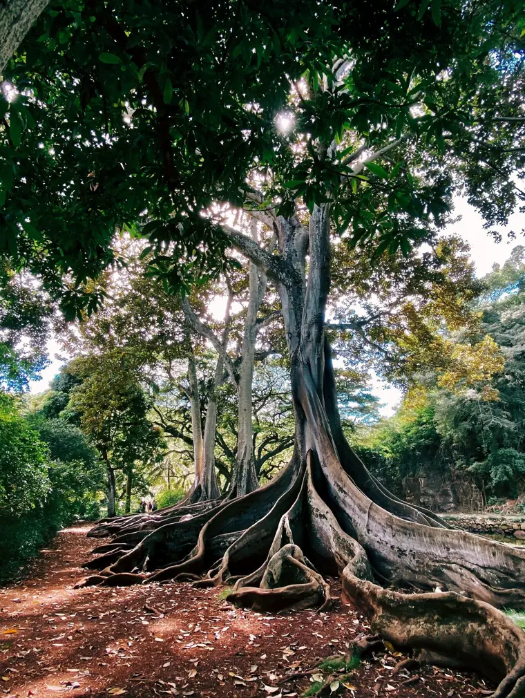 The sprawling buttress roots of a great tree along a forest path
